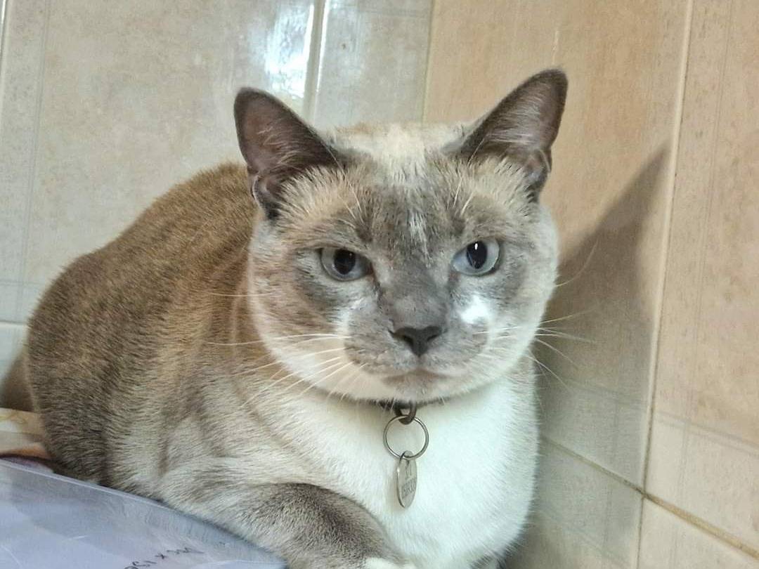 Adozione gatto, femmina, Siamese, 3 anni  e 3 mesi , taglia non valido, Bari