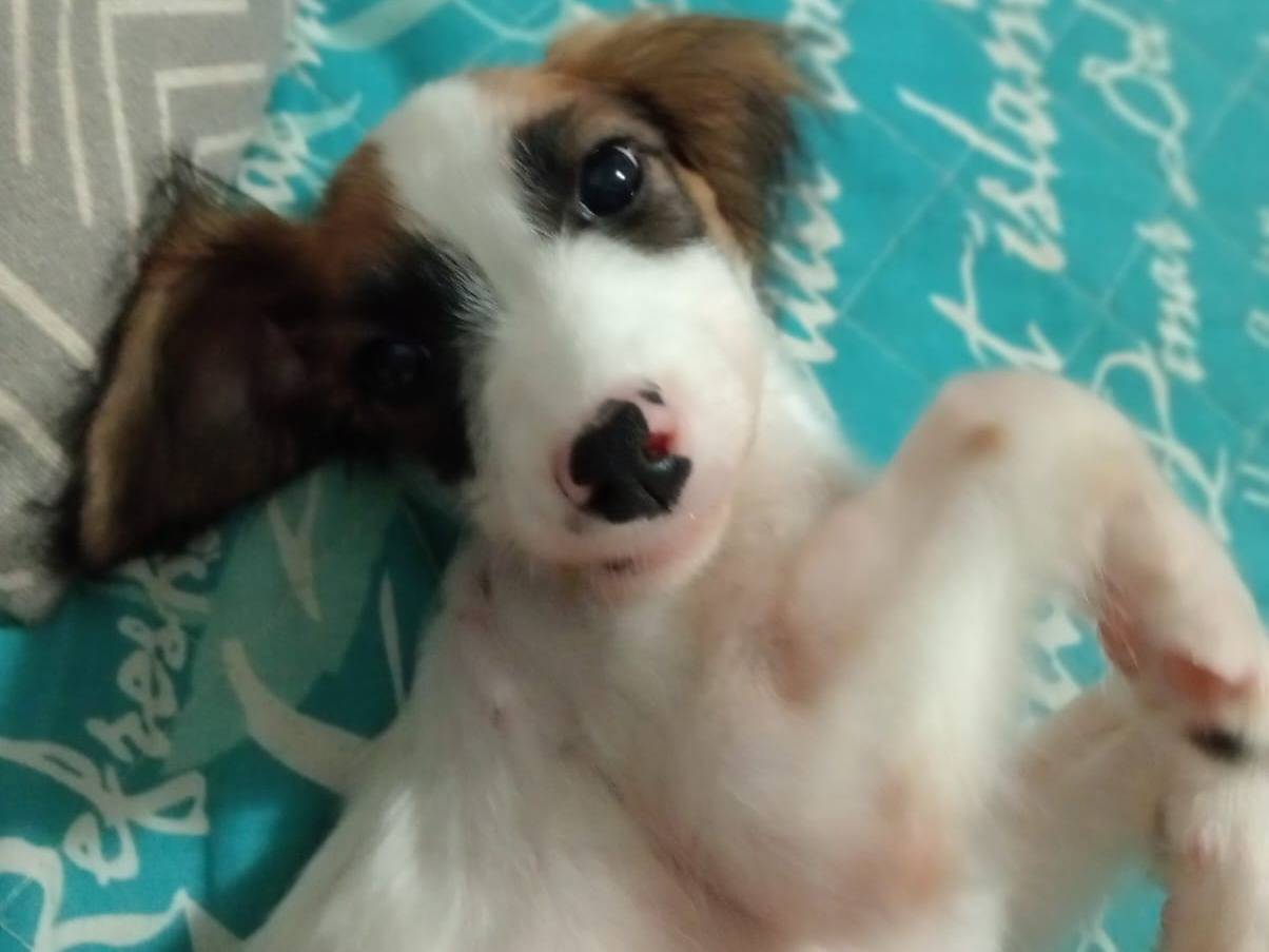 Adotta un cane, femmina, 1 anno e 10 mesi, Cosenza