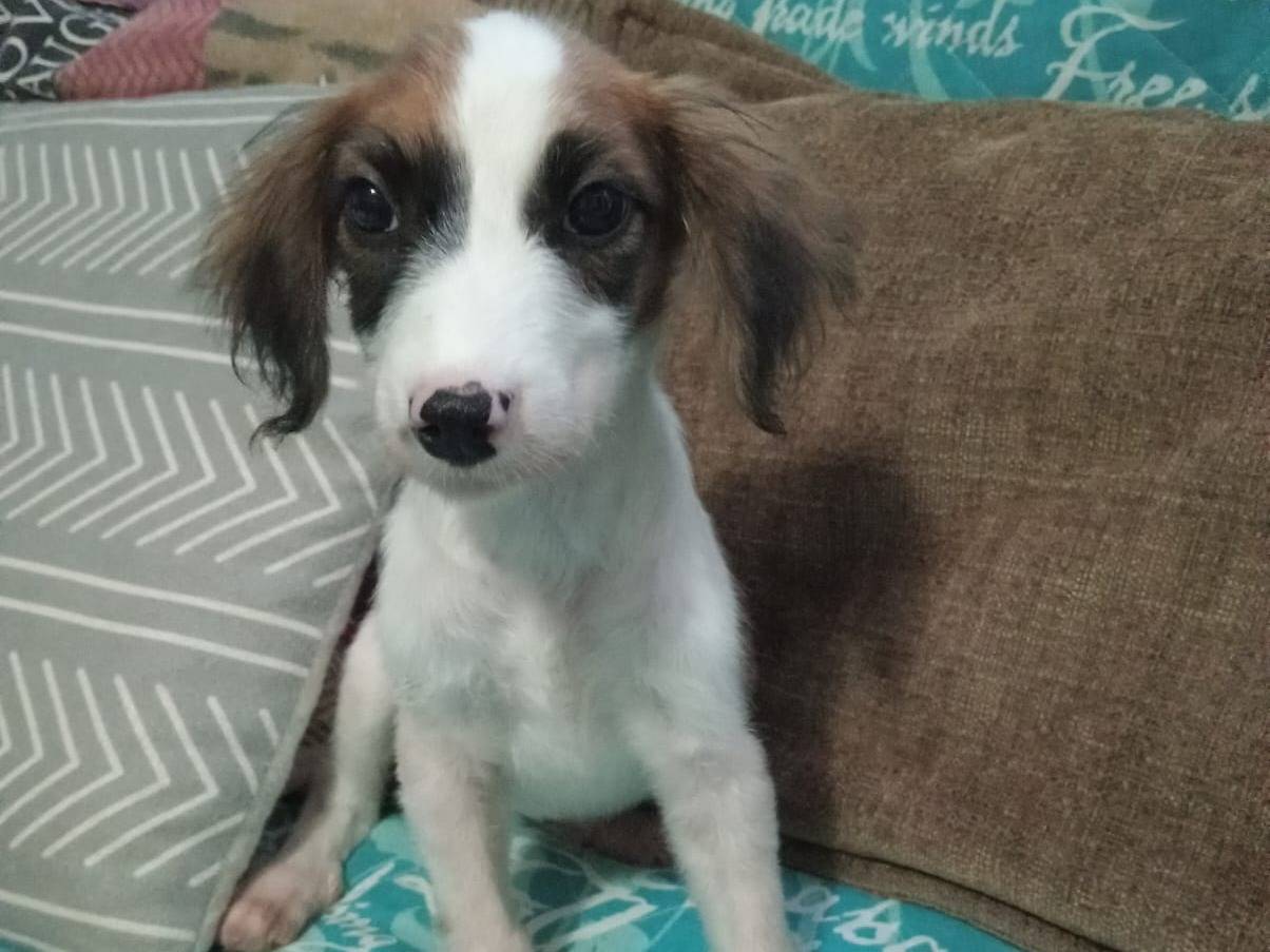 Adotta un cane, taglia piccola, femmina, Cosenza