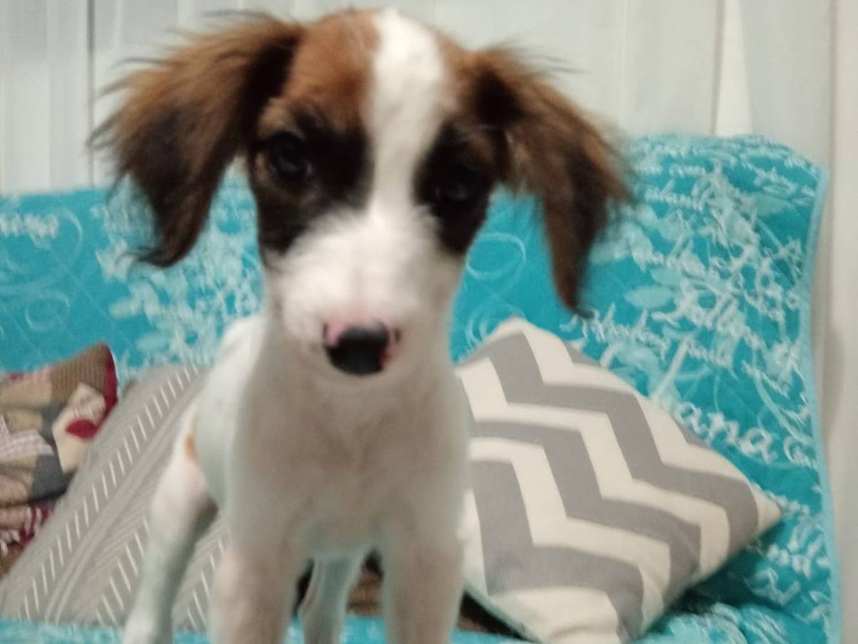 Vuoi adottare un cane a Cosenza?