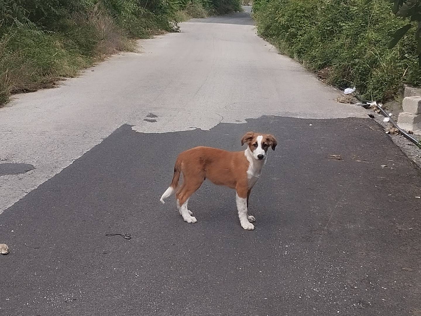 Adotta un cane, maschio, 1 anno e 2 mesi , Catania