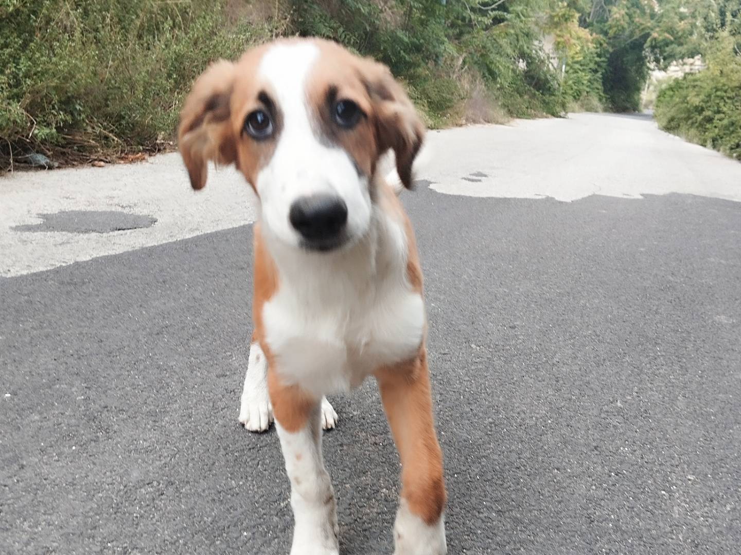 Adotta un cane, taglia media contenuta, maschio, Catania
