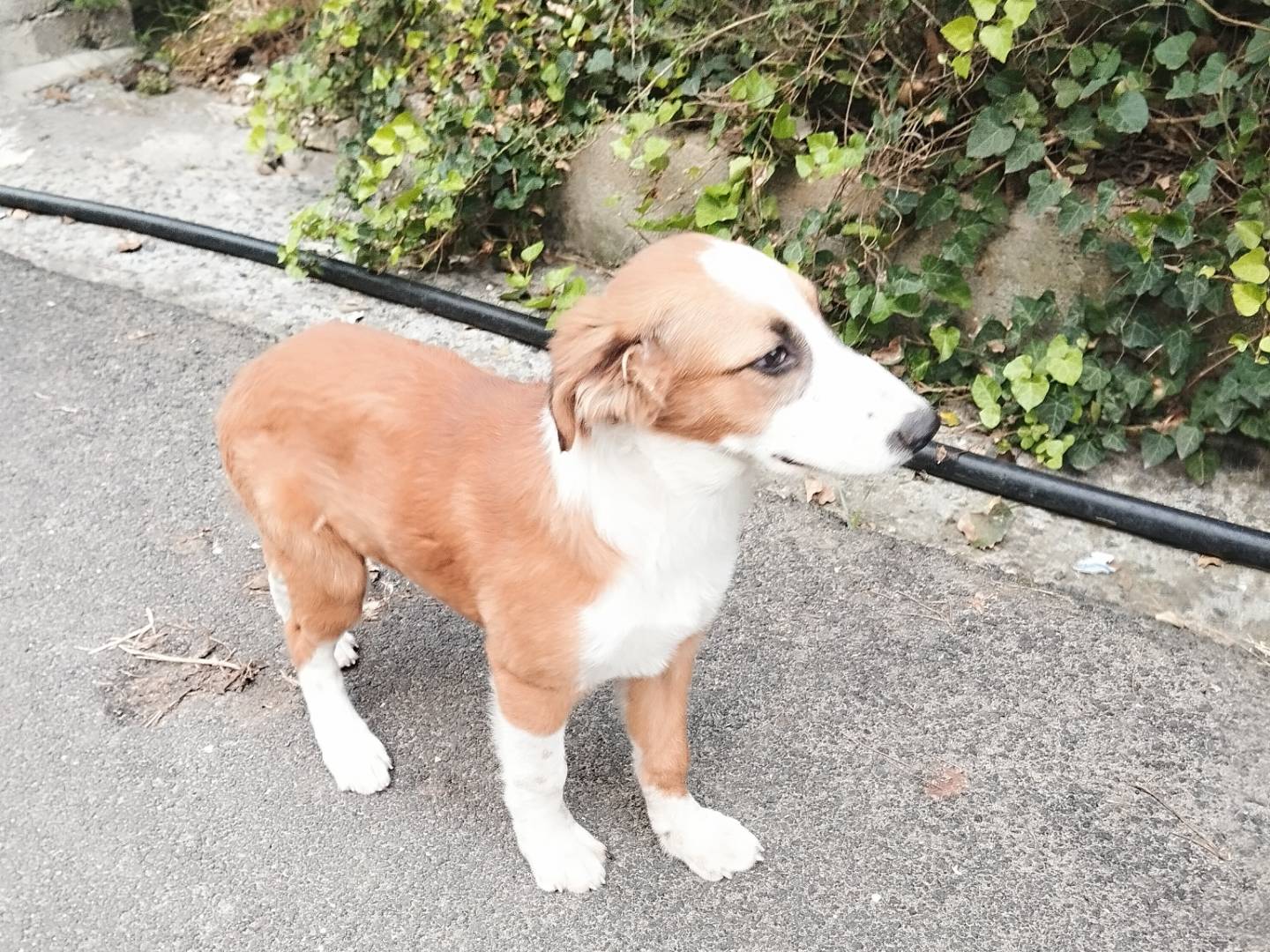 Vuoi adottare un cane a Catania?