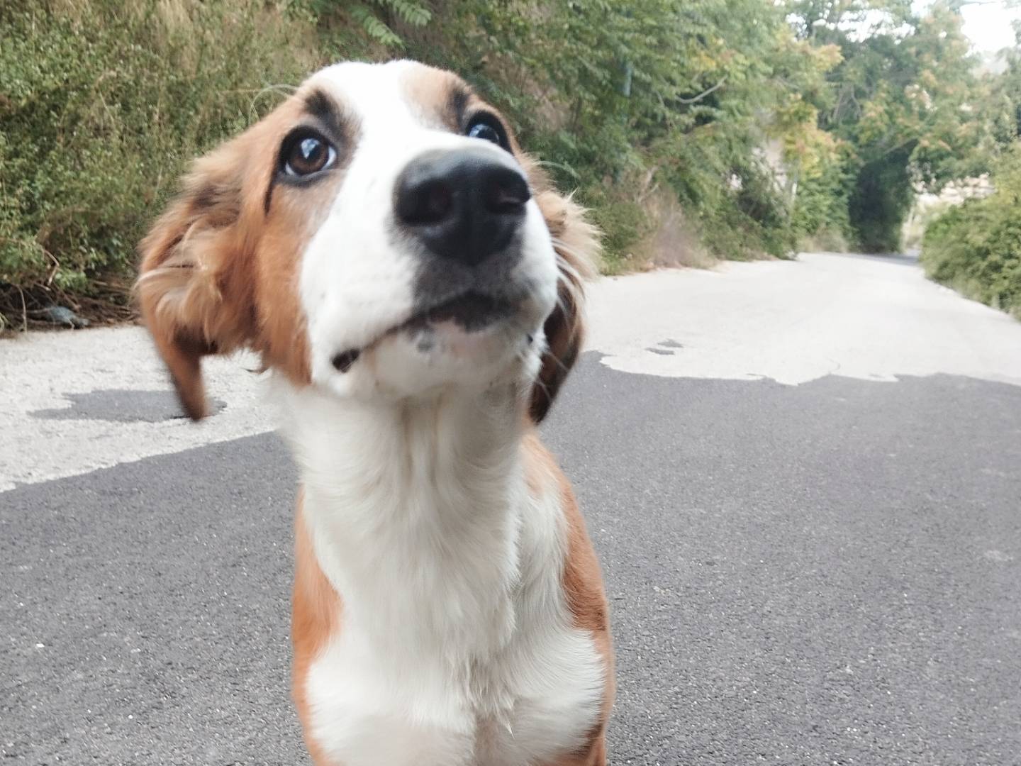 Adotta il cane Sachiel a Catania