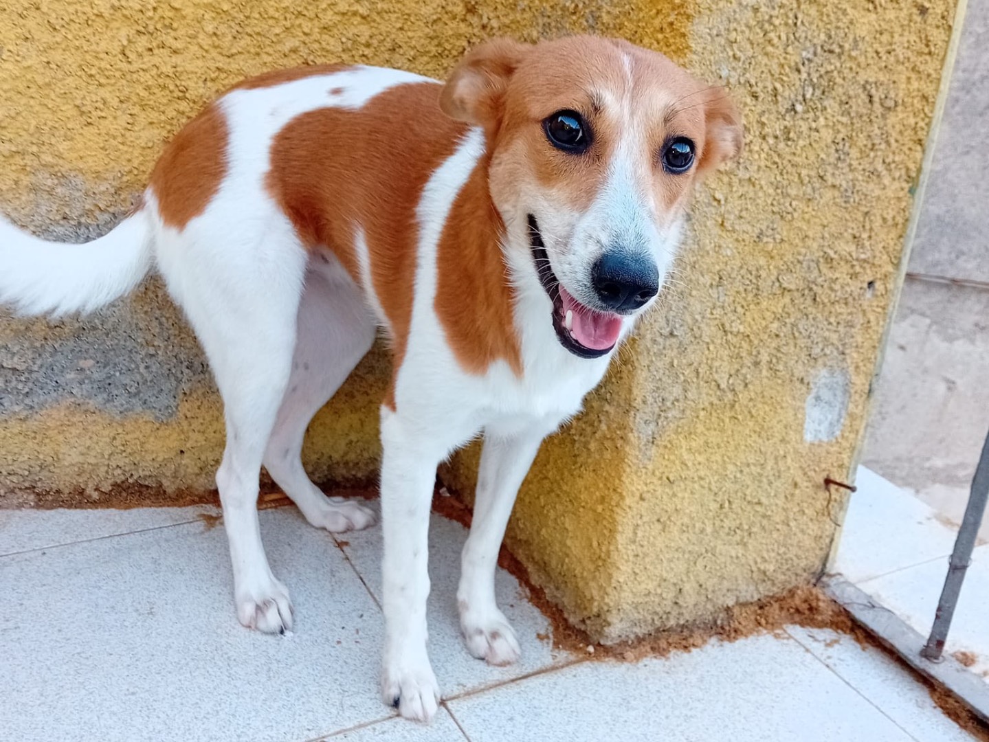 Foto dell'animale