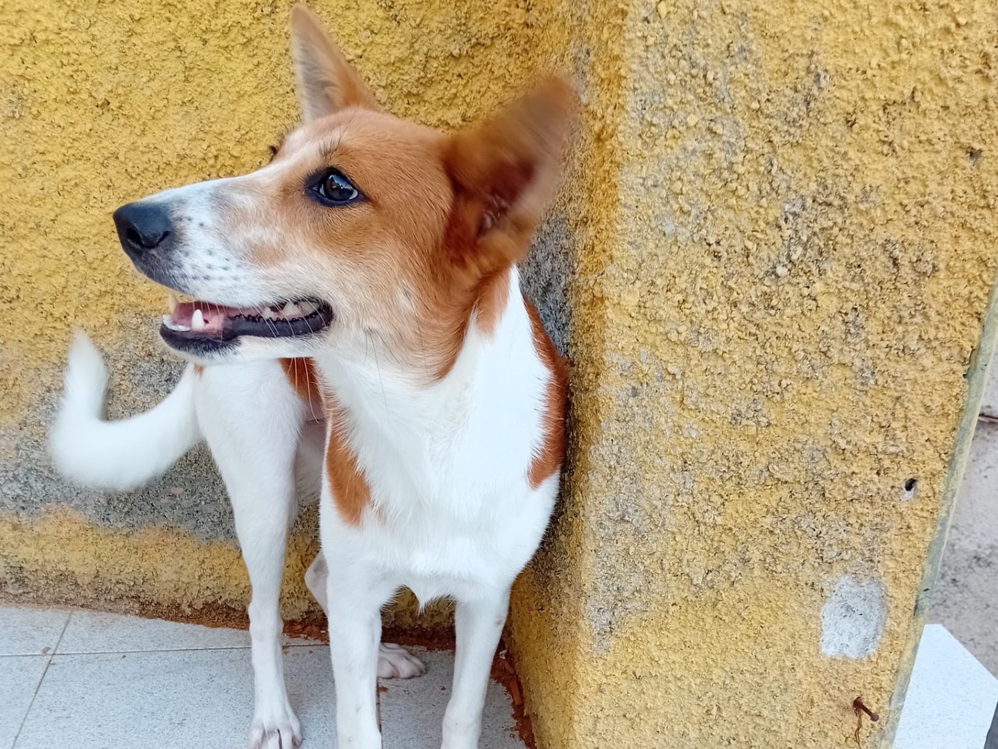 Adotta un cane, femmina, 1 anno e 2 mesi , Lucca