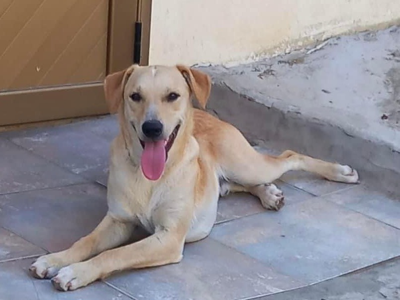 Foto dell'animale