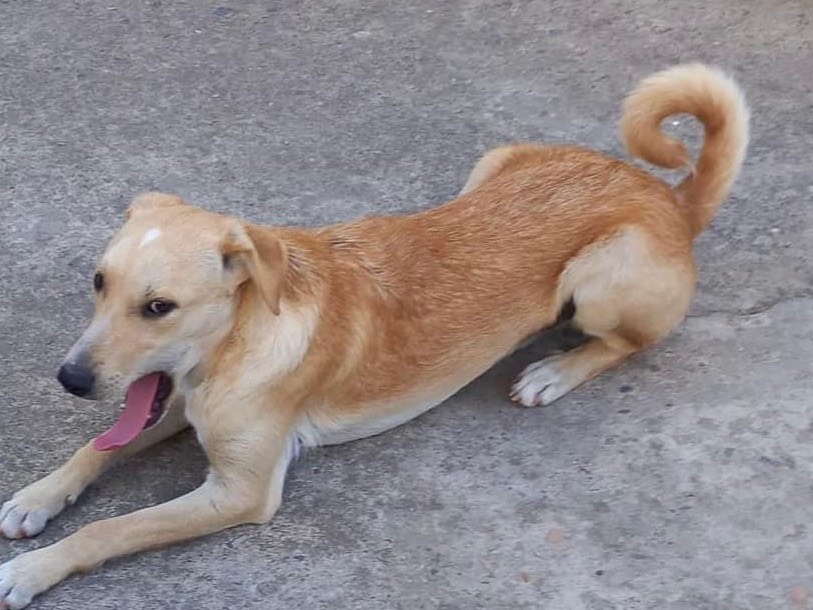 Adotta un cane, maschio, 1 anno e 6 mesi , Bologna
