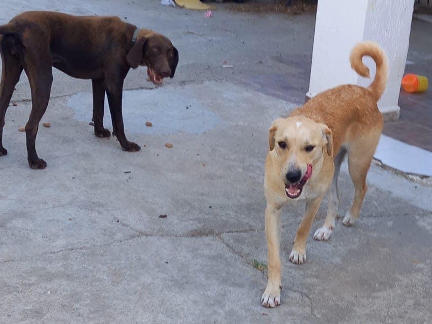 Adotta un cane, taglia media contenuta, maschio, Bologna
