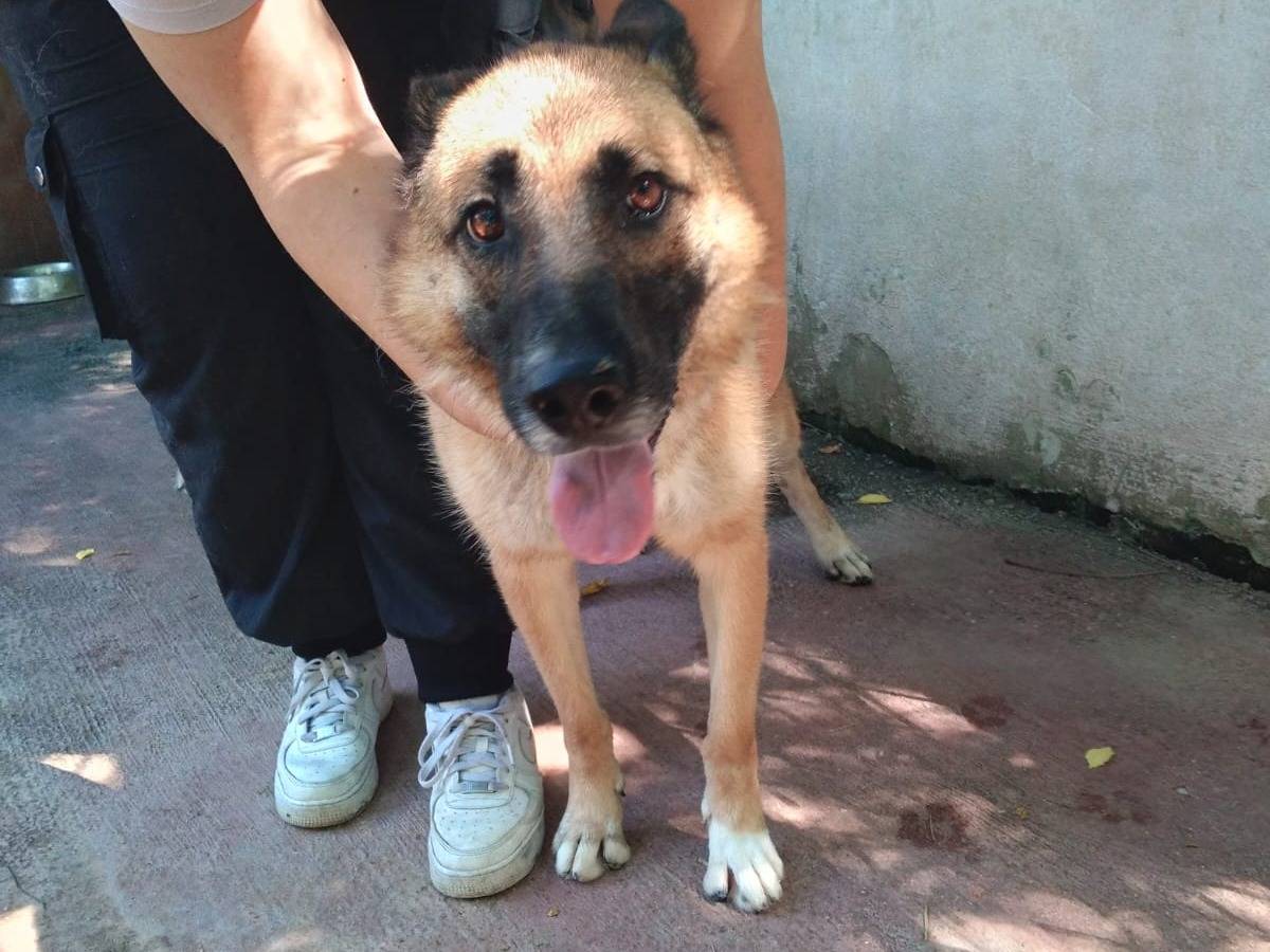 Adotta un cane, taglia grande, femmina, Caserta