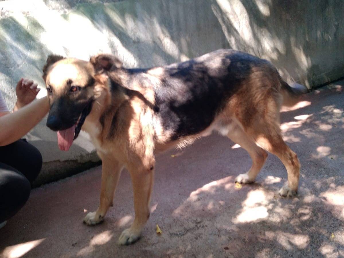 Adotta il cane LEILA a Caserta
