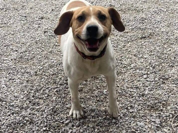 Adotta un cane, femmina, 4 anni  e 5 mesi , Palermo