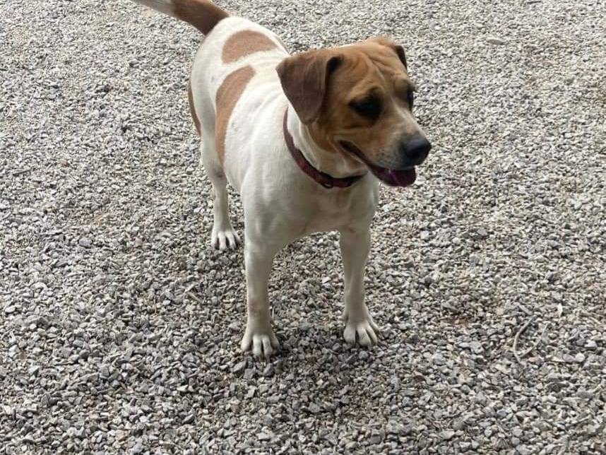 Adotta un cane, taglia media, femmina, Palermo
