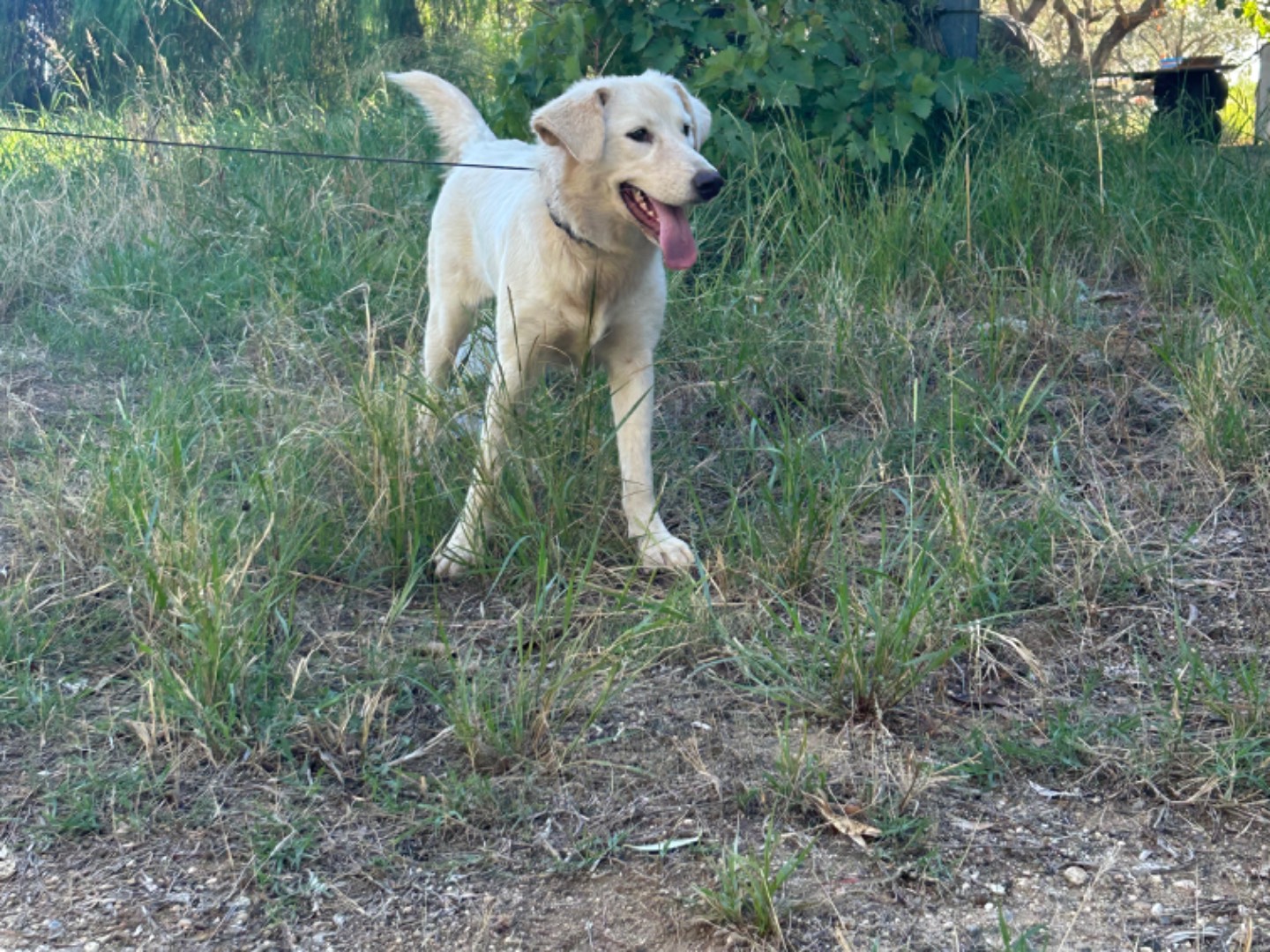 Adozione cane, femmina, Labrador Retriever Golden Retriever, 2 anni, taglia media, Catanzaro