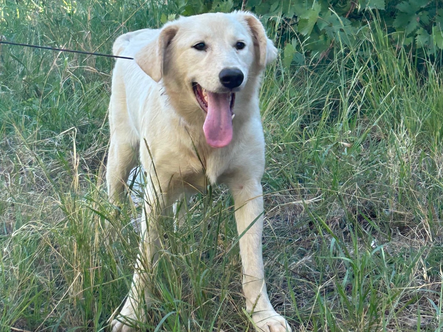 Adotta un cane, femmina, 2 anni, Catanzaro