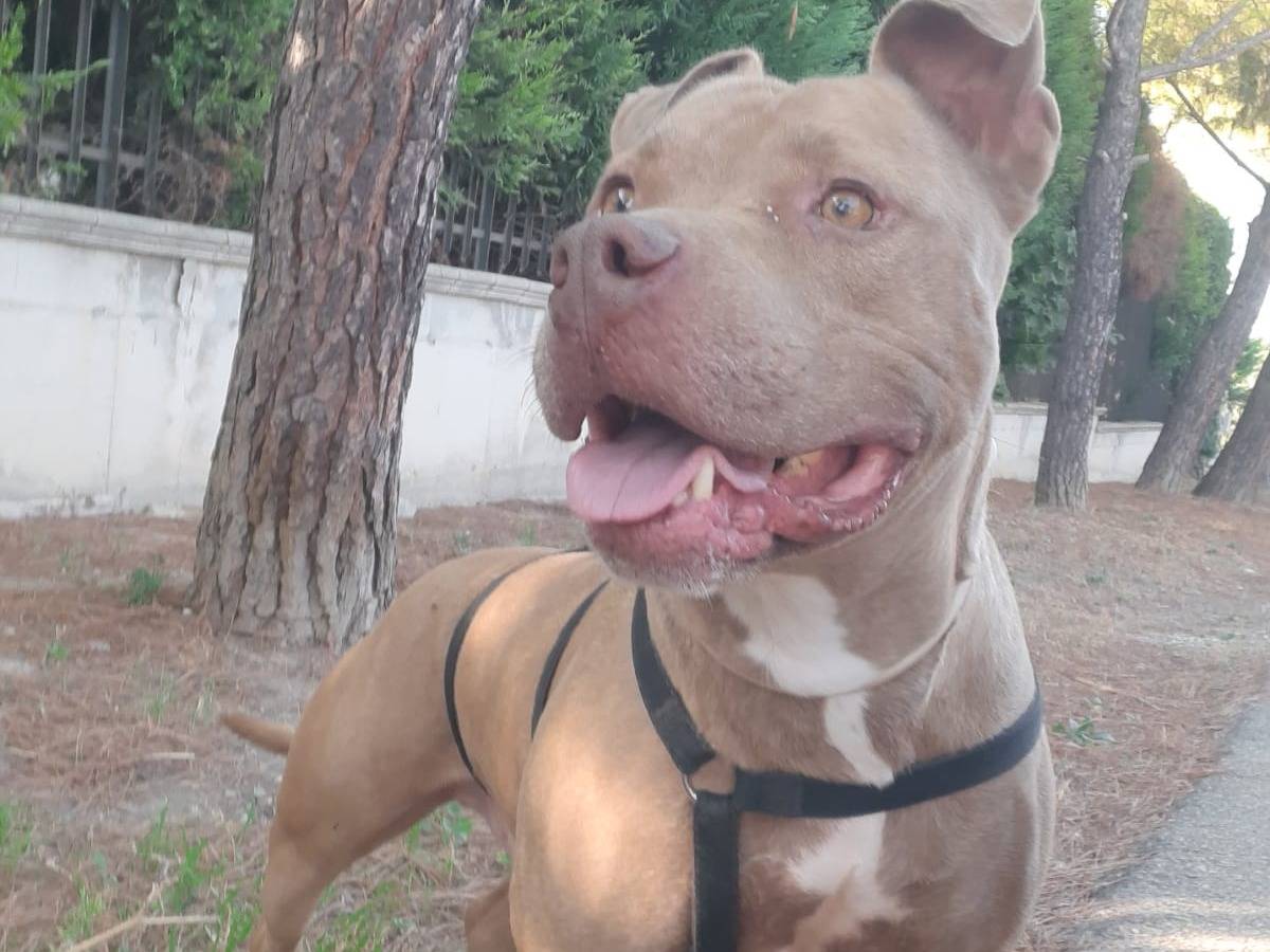 Adotta un cane, maschio, 5 anni , Barletta