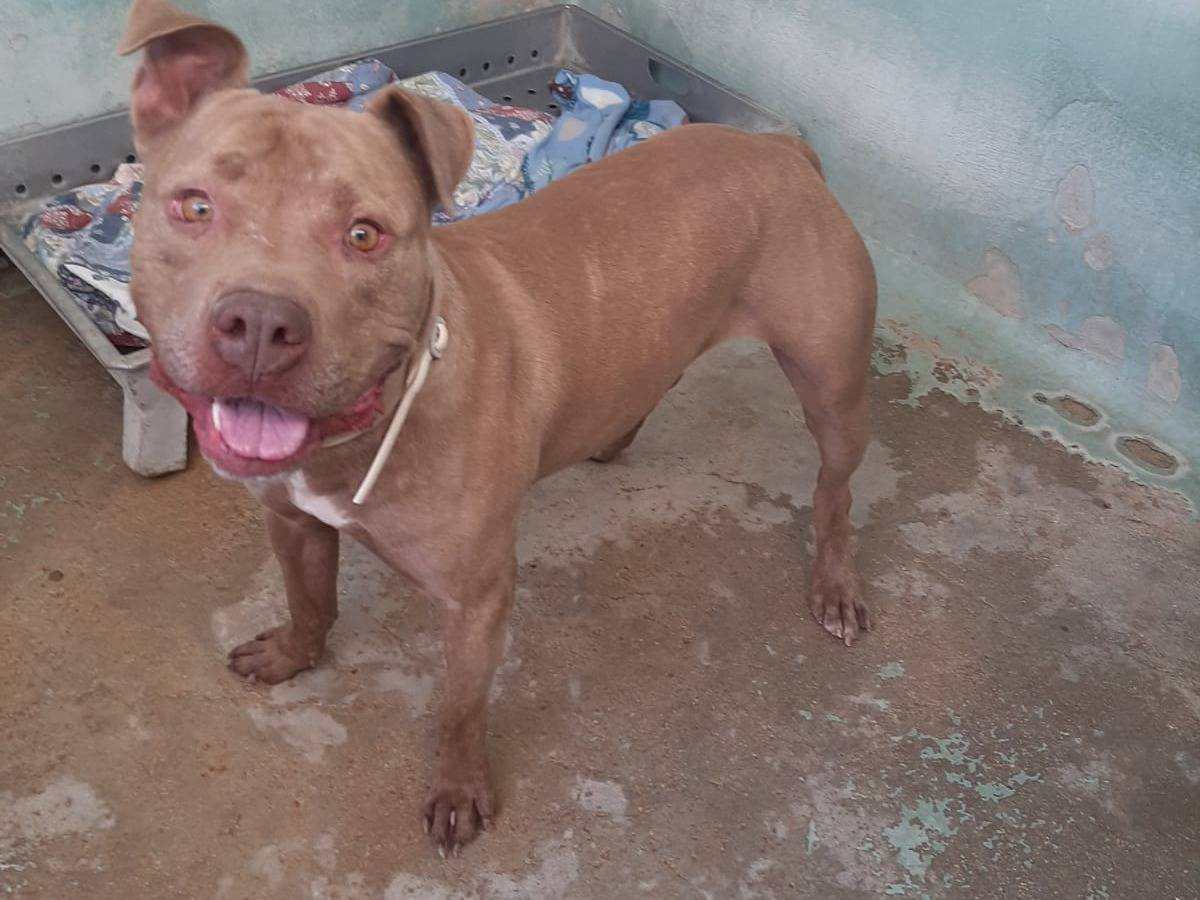 Vuoi adottare un cane a Barletta?