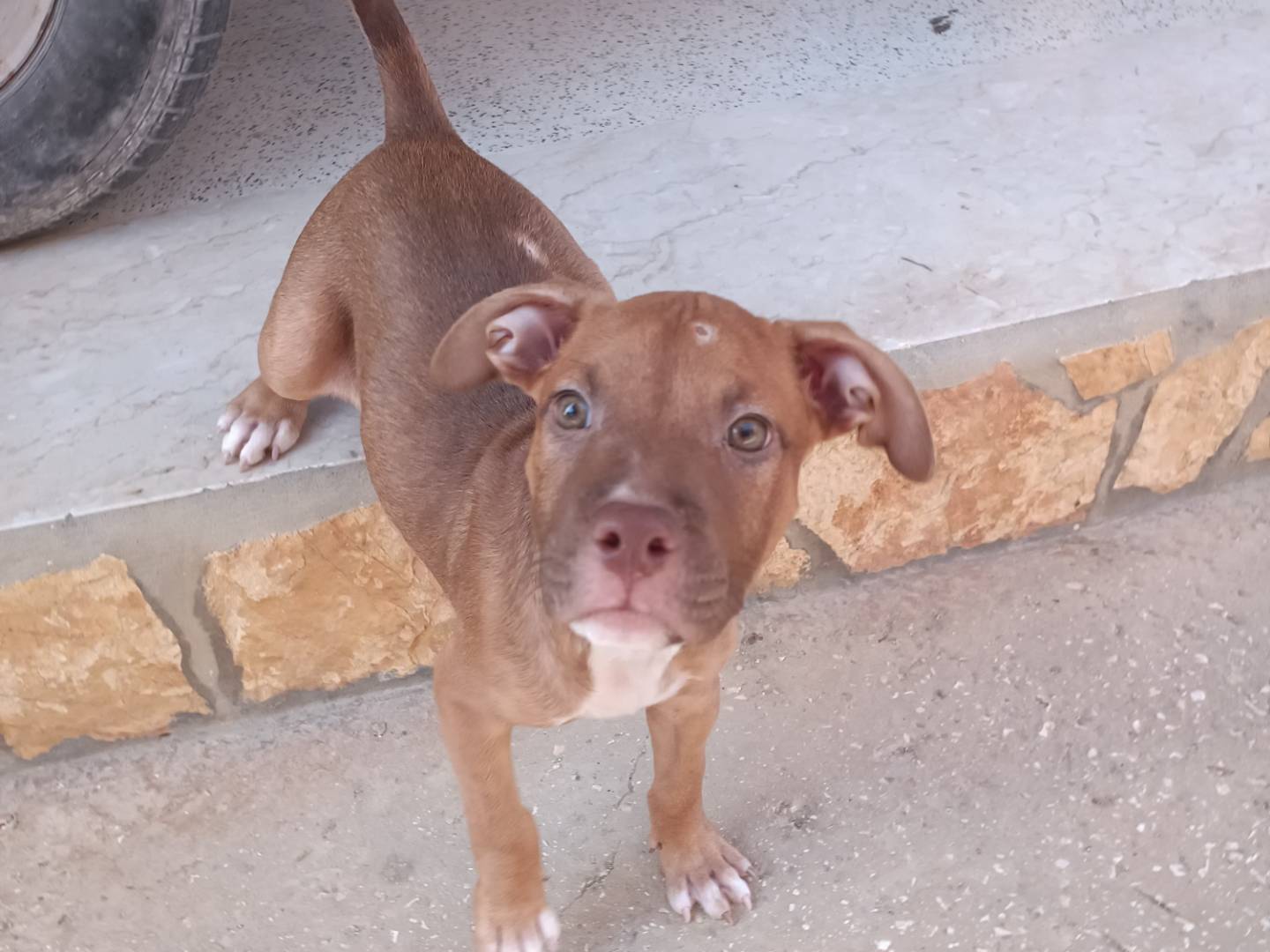 Adozione cane, femmina, meticcio, 1 anno e 2 mesi, taglia media, Trapani
