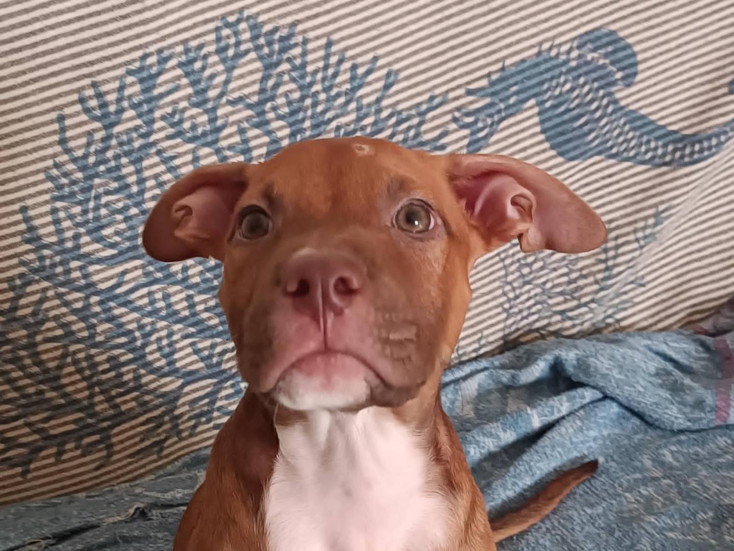 Adotta un cane, femmina, 1 anno e 2 mesi, Trapani