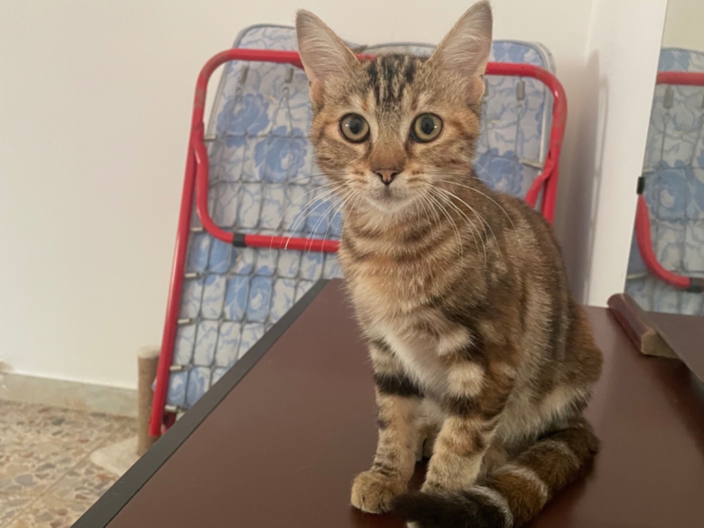 Vuoi adottare un gatto a Frosinone?