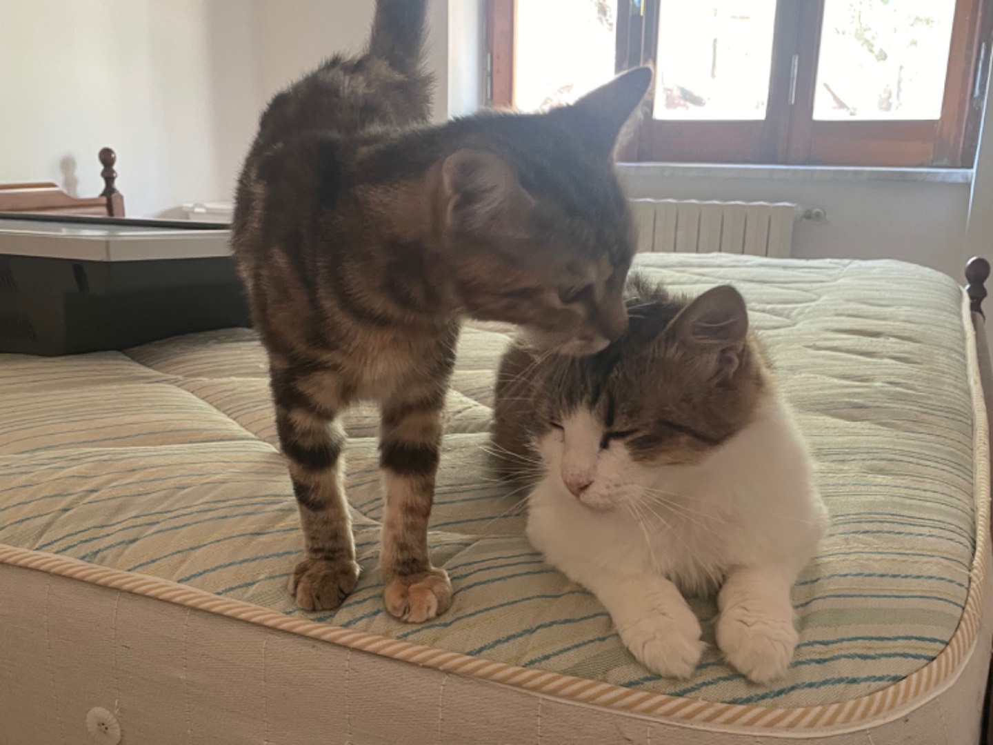 Adotta il gatto Venus a Frosinone