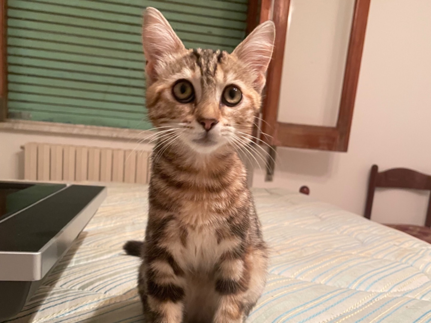 Adotta un gatto, taglia non valida, femmina, Frosinone
