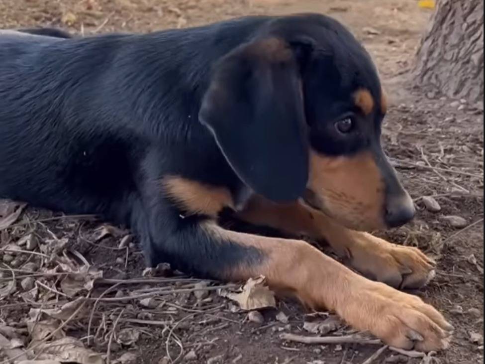 Adozione cane, femmina, meticcio, 1 anno e 6 mesi, taglia media, Milano