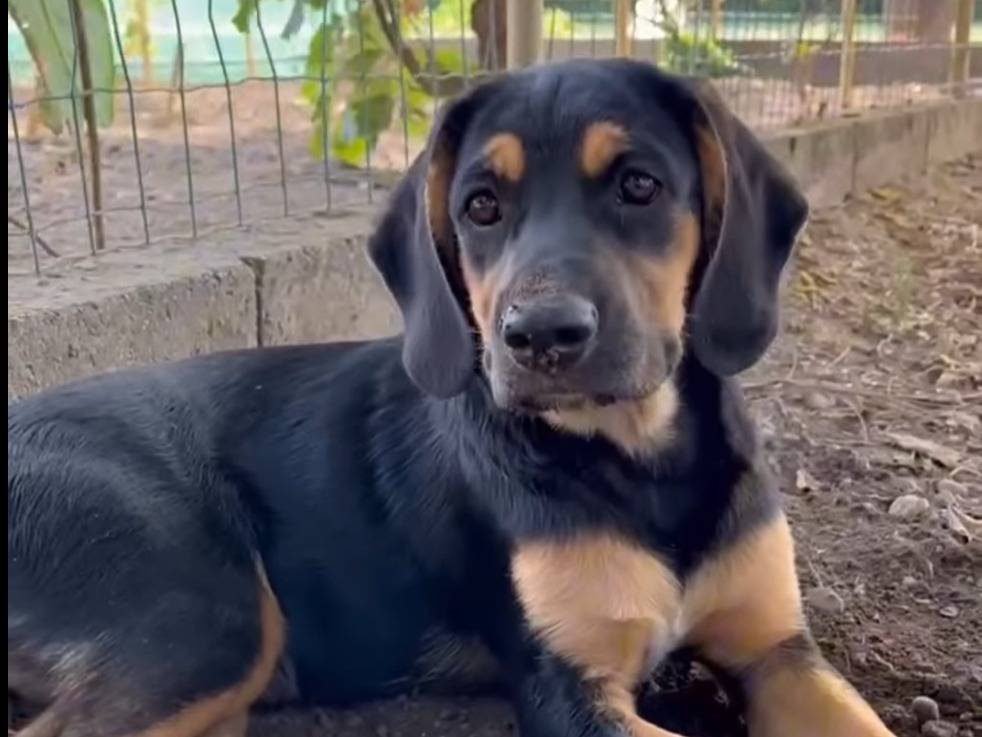 Adozione cane, femmina, meticcio, 1 anno e 6 mesi, taglia media, Milano