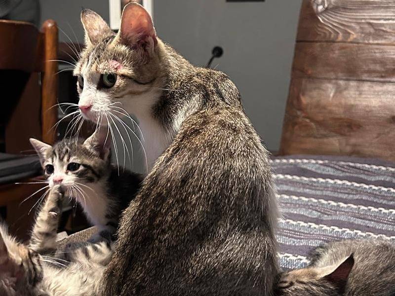 Adotta un gatto, femmina, 3 anni e 8 mesi, Chieti
