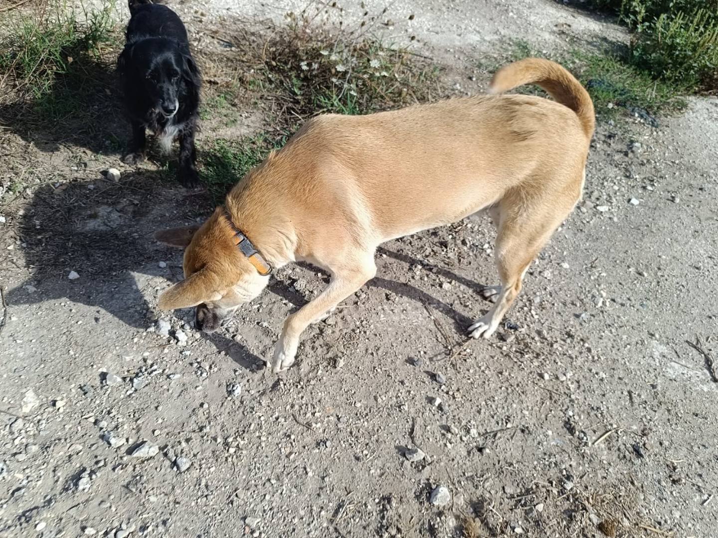 Foto 3 dell'animale