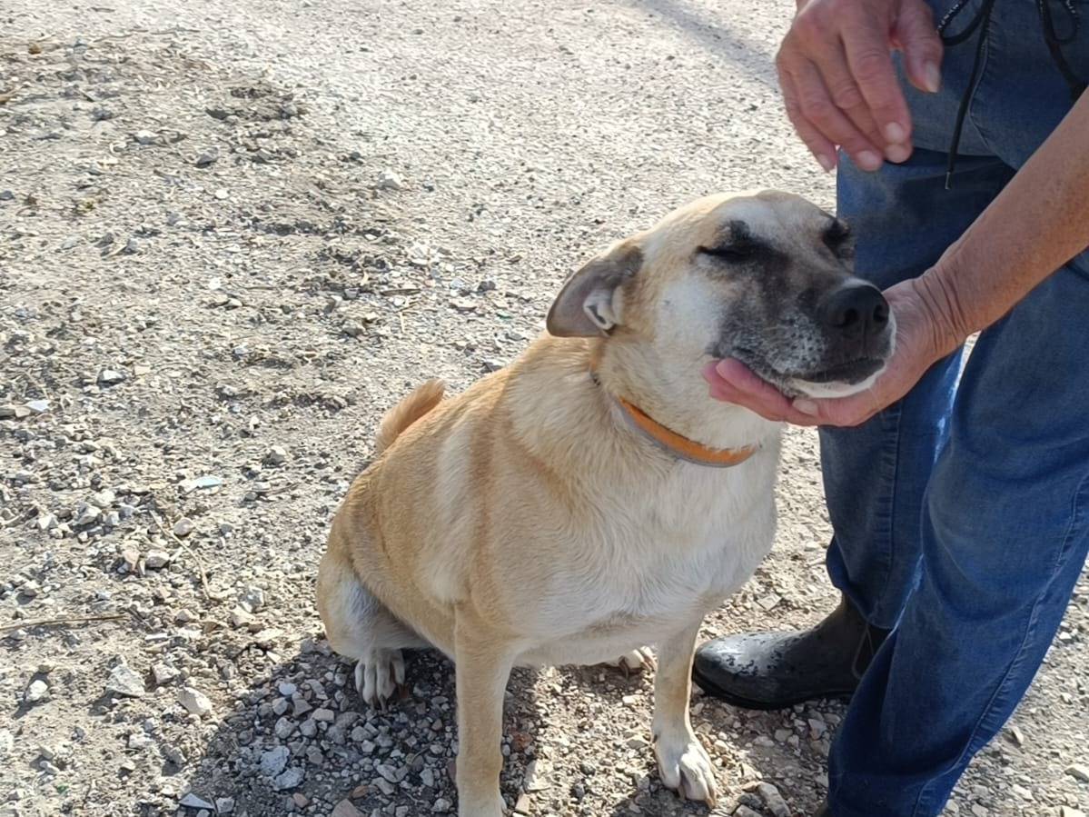 Vuoi adottare un cane a Caserta?