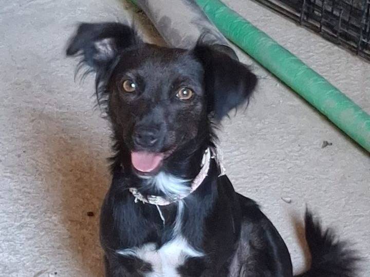 Adozione cane, femmina, meticcio, 2 anni e 3 mesi, taglia media contenuta, Crotone