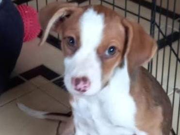 Adozione cane, femmina, meticcio, 1 anno e 10 mesi, taglia piccola, Cosenza