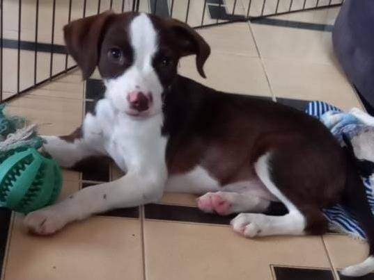 Adotta un cane, femmina, 1 anno e 10 mesi, Cosenza