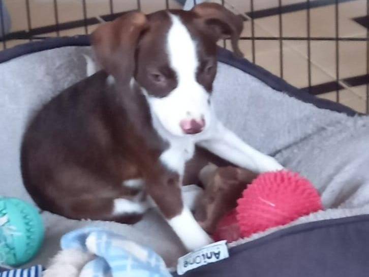 Adotta un cane, taglia piccola, femmina, Cosenza