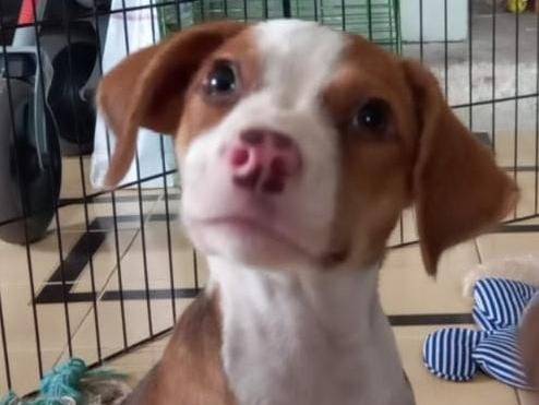 Adozione cane, femmina, meticcio, 1 anno e 10 mesi, taglia piccola, Cosenza