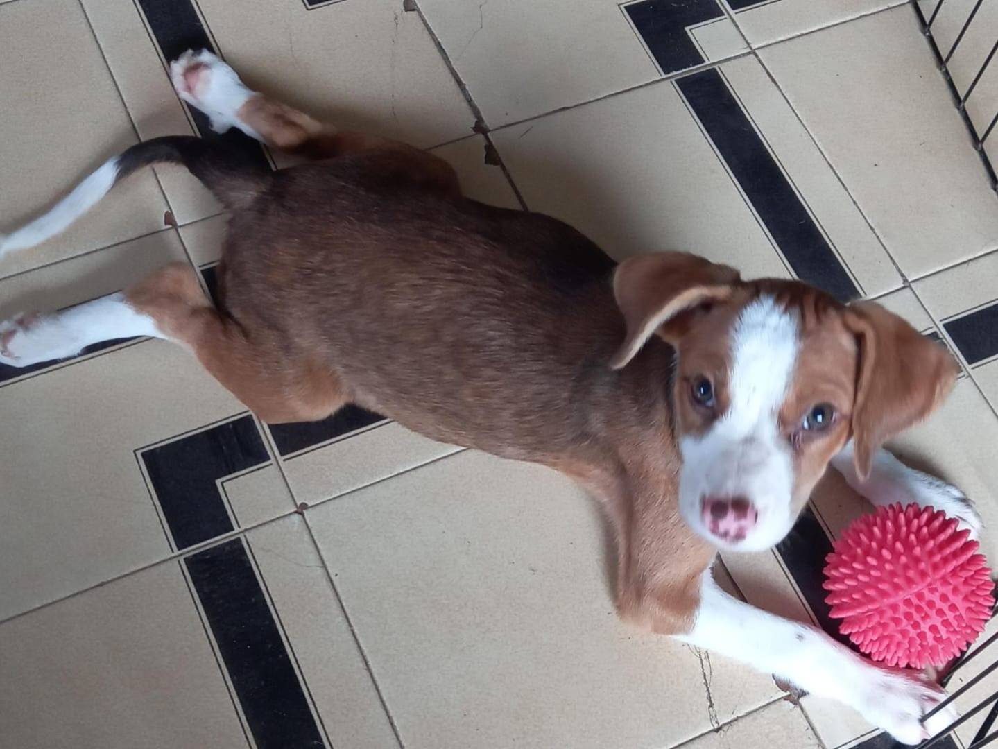 Adotta un cane, taglia piccola, femmina, Cosenza