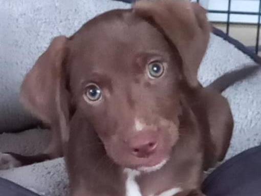 Adozione cane, maschio, meticcio, 1 anno e 10 mesi, taglia piccola, Cosenza