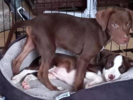 Adotta un cane, maschio, 1 anno e 10 mesi, Cosenza