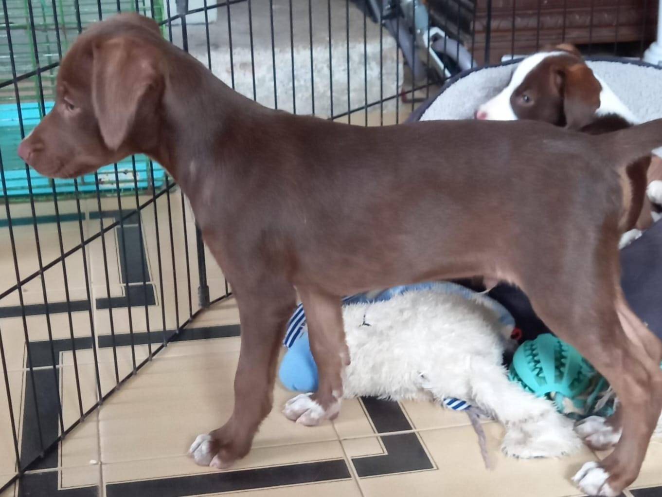 Adotta un cane, taglia piccola, maschio, Cosenza