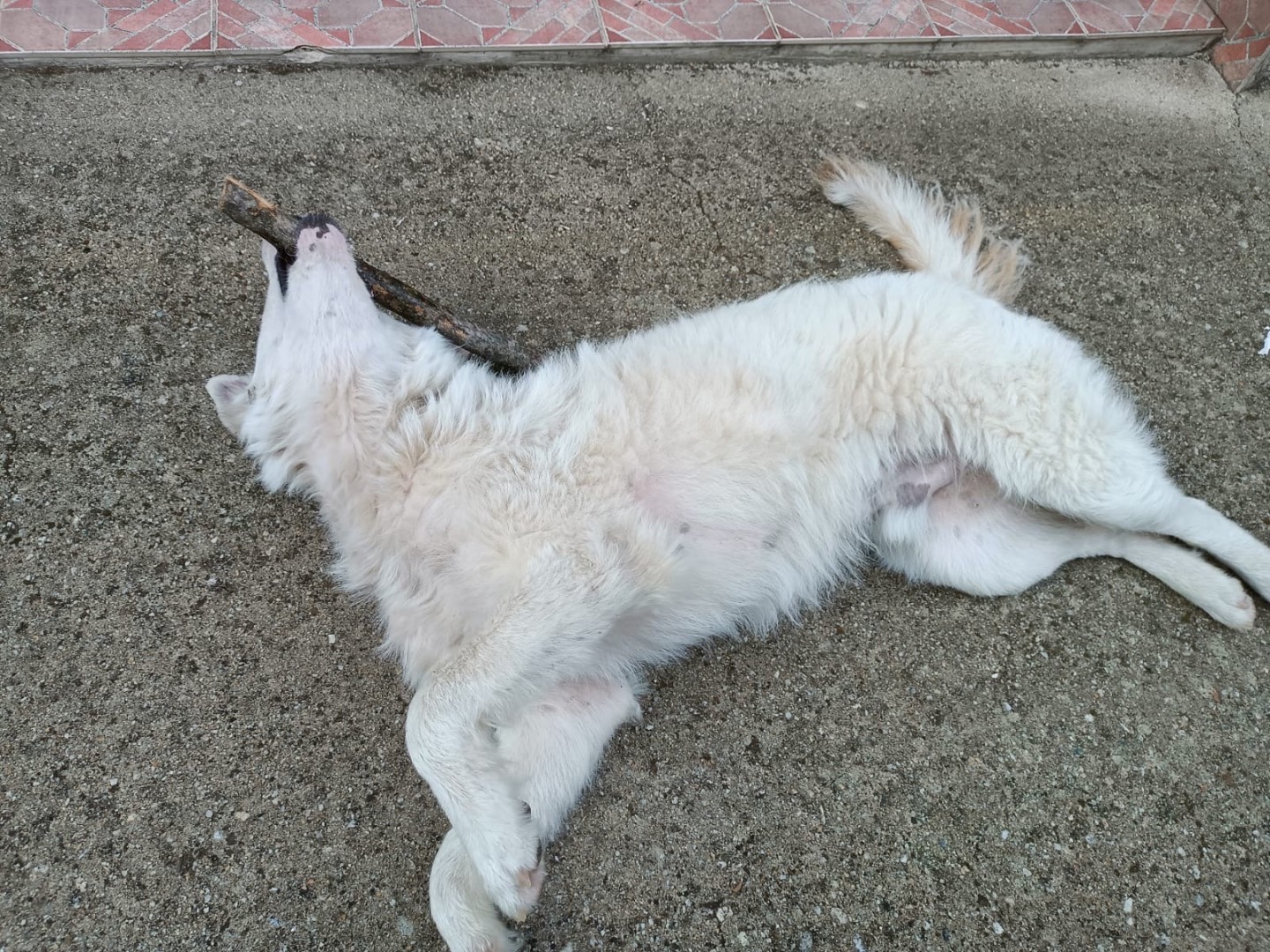 Adotta un cane, taglia grande, maschio, Vibo