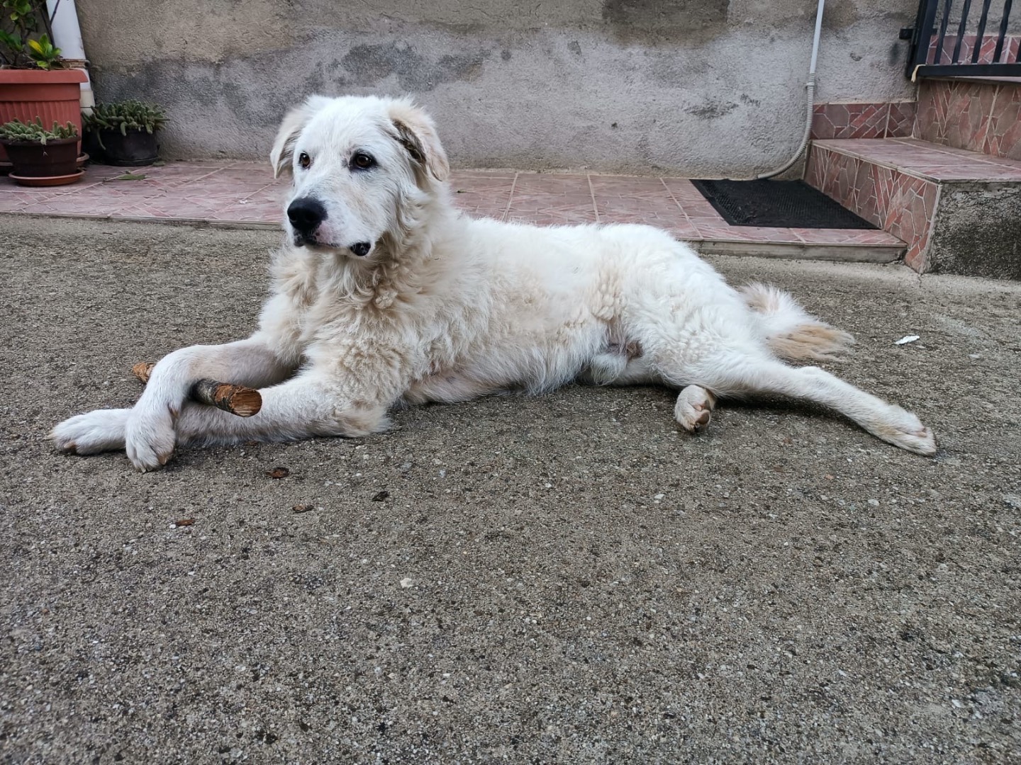 Adotta il cane Pongo a Vibo