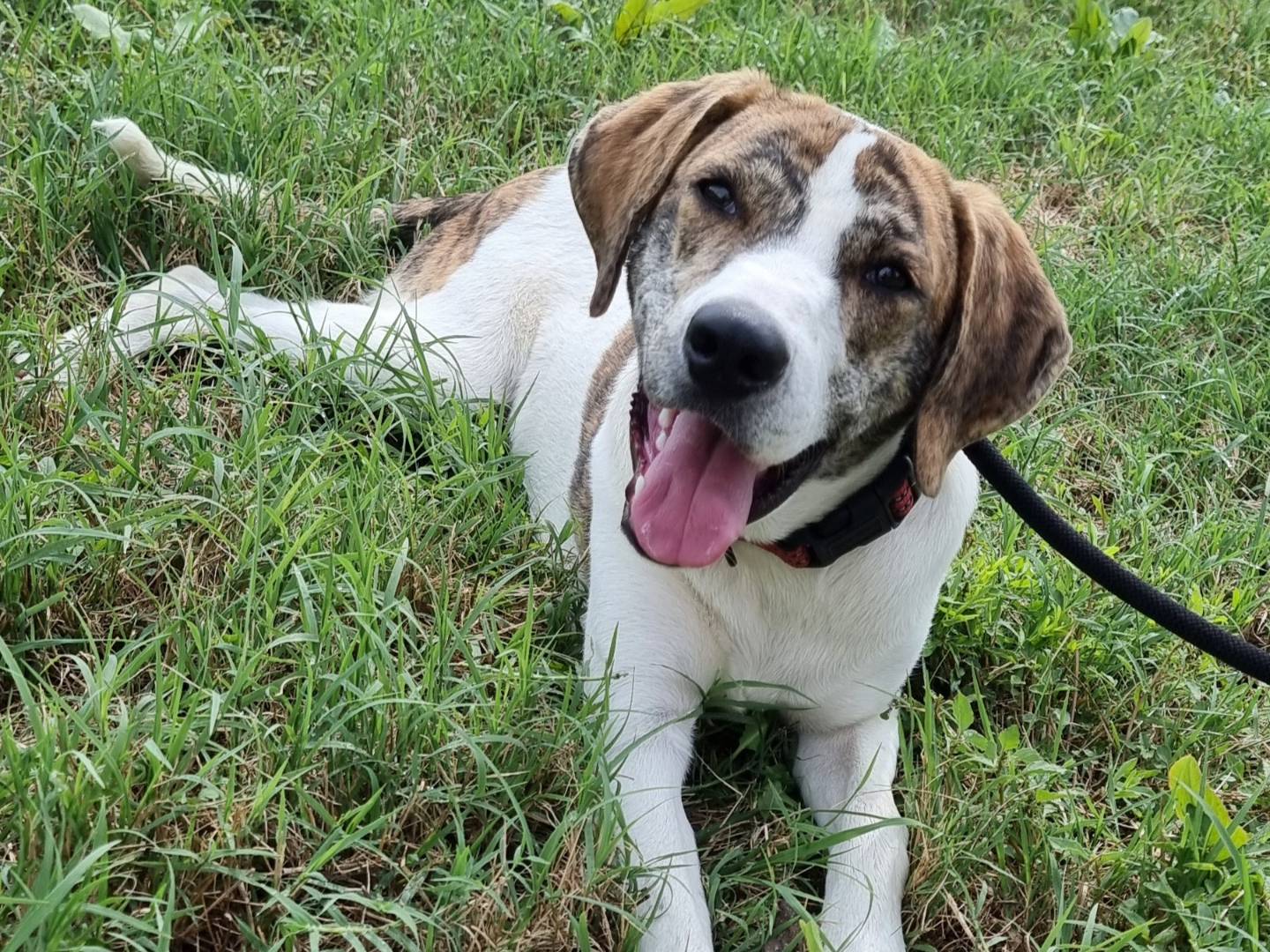 Adozione cane, maschio, meticcio, 1 anno e 9 mesi, taglia media, Pavia