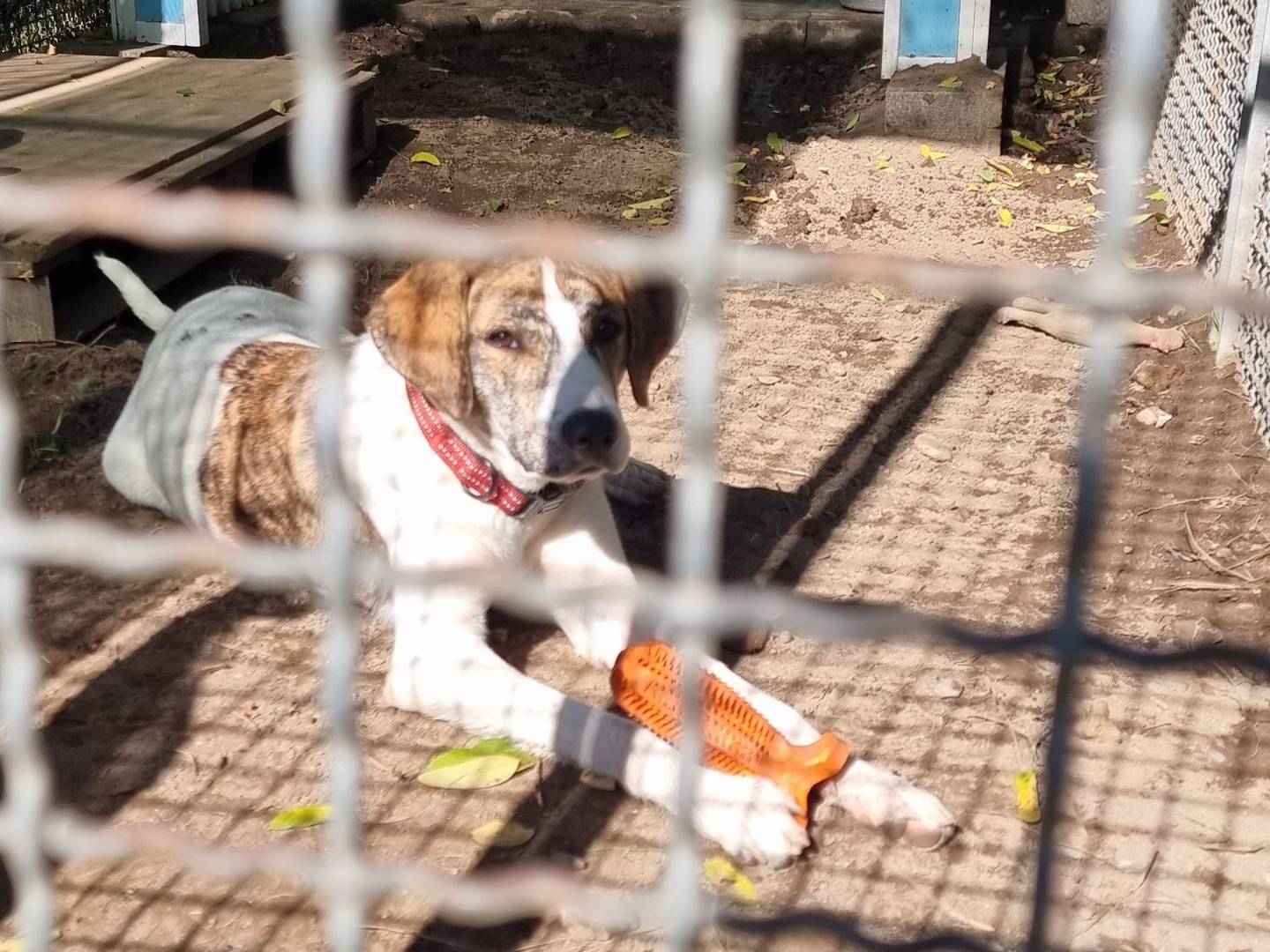 Adotta un cane, maschio, 1 anno e 9 mesi, Pavia