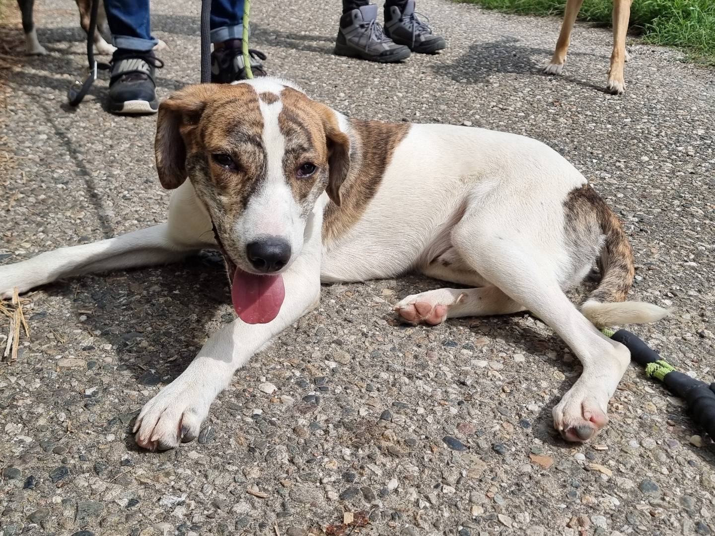 Adotta un cane, taglia media, maschio, Pavia