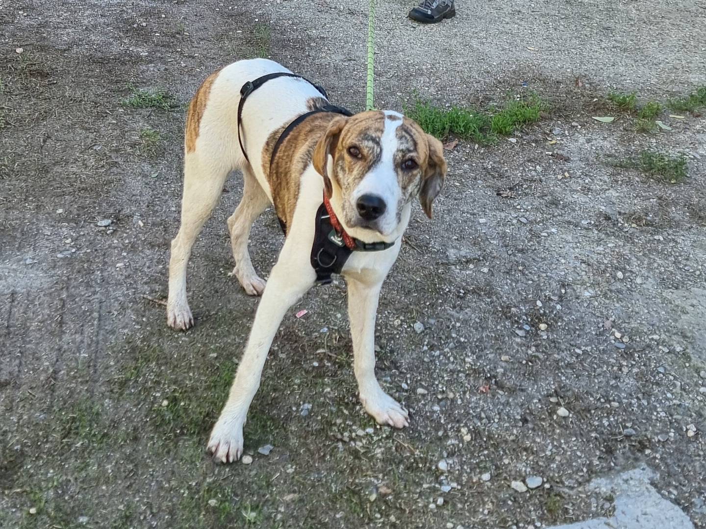 Vuoi adottare un cane a Pavia?