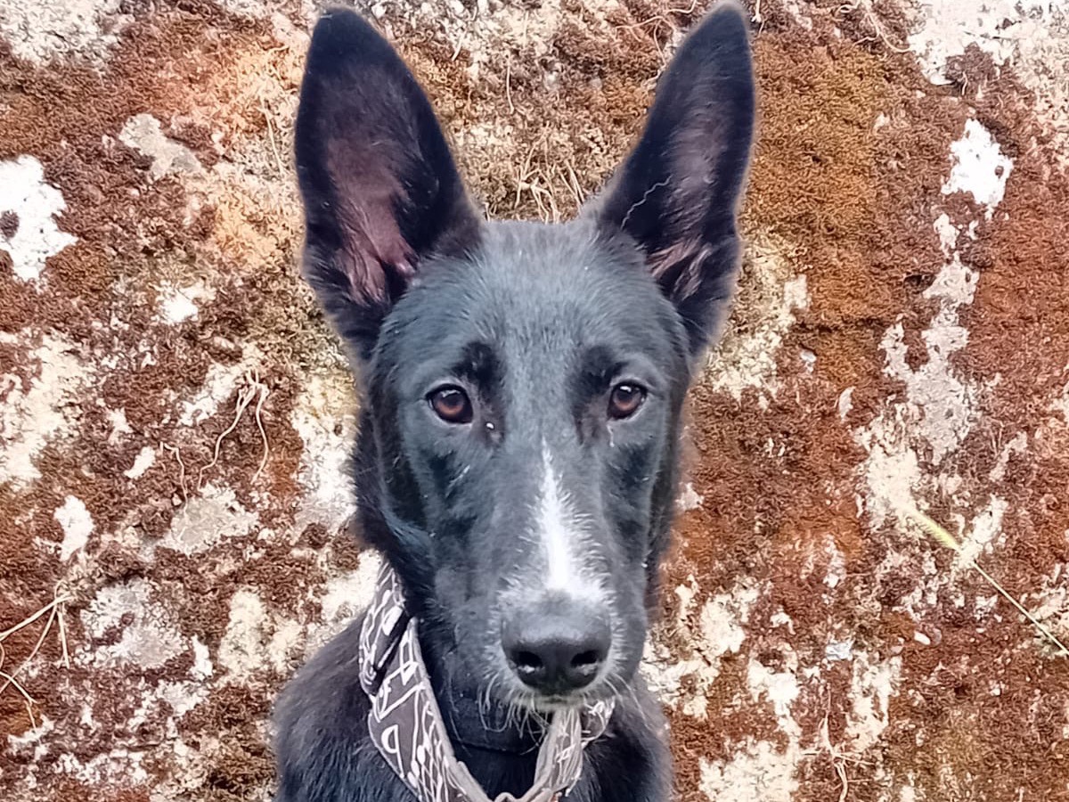 Adozione cane, maschio, meticcio, 10 mesi, taglia media, Massa