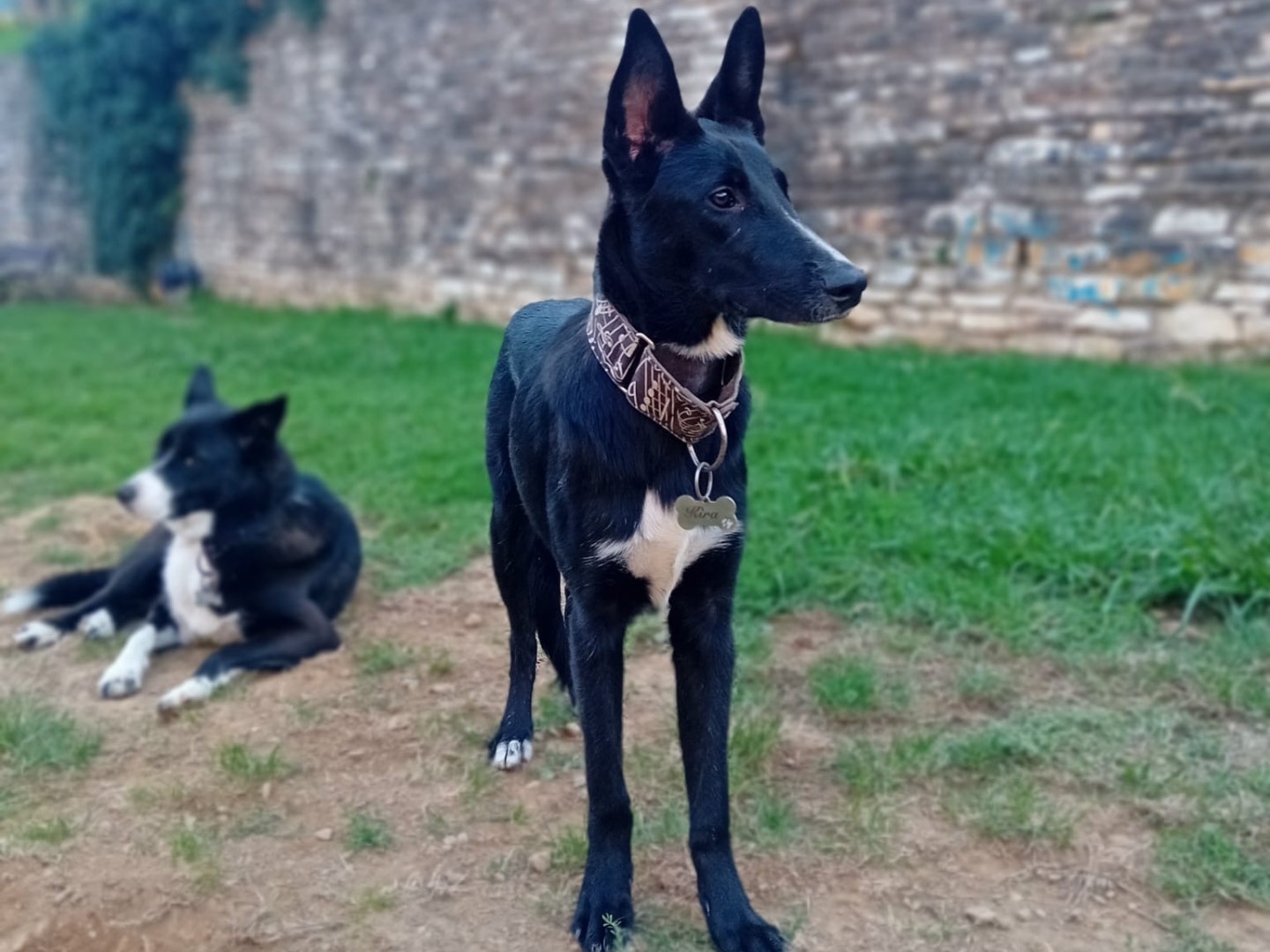 Adotta un cane, maschio, 10 mesi, Massa