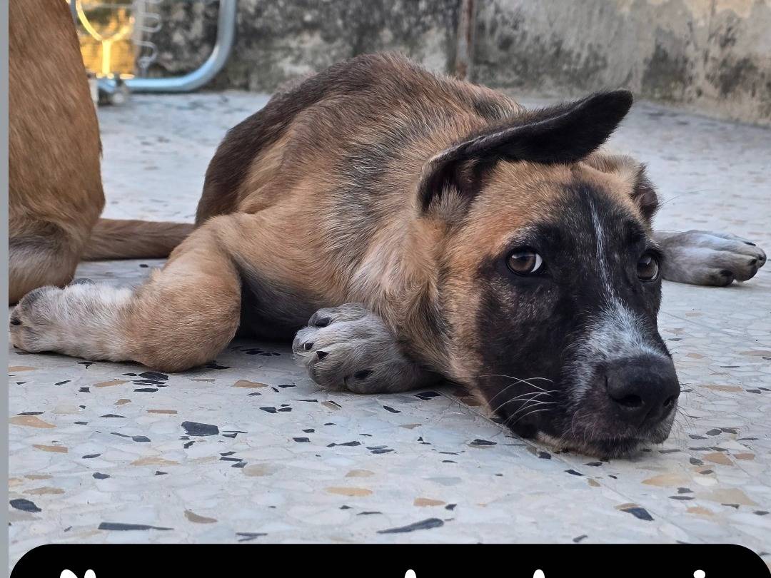 Foto dell'animale