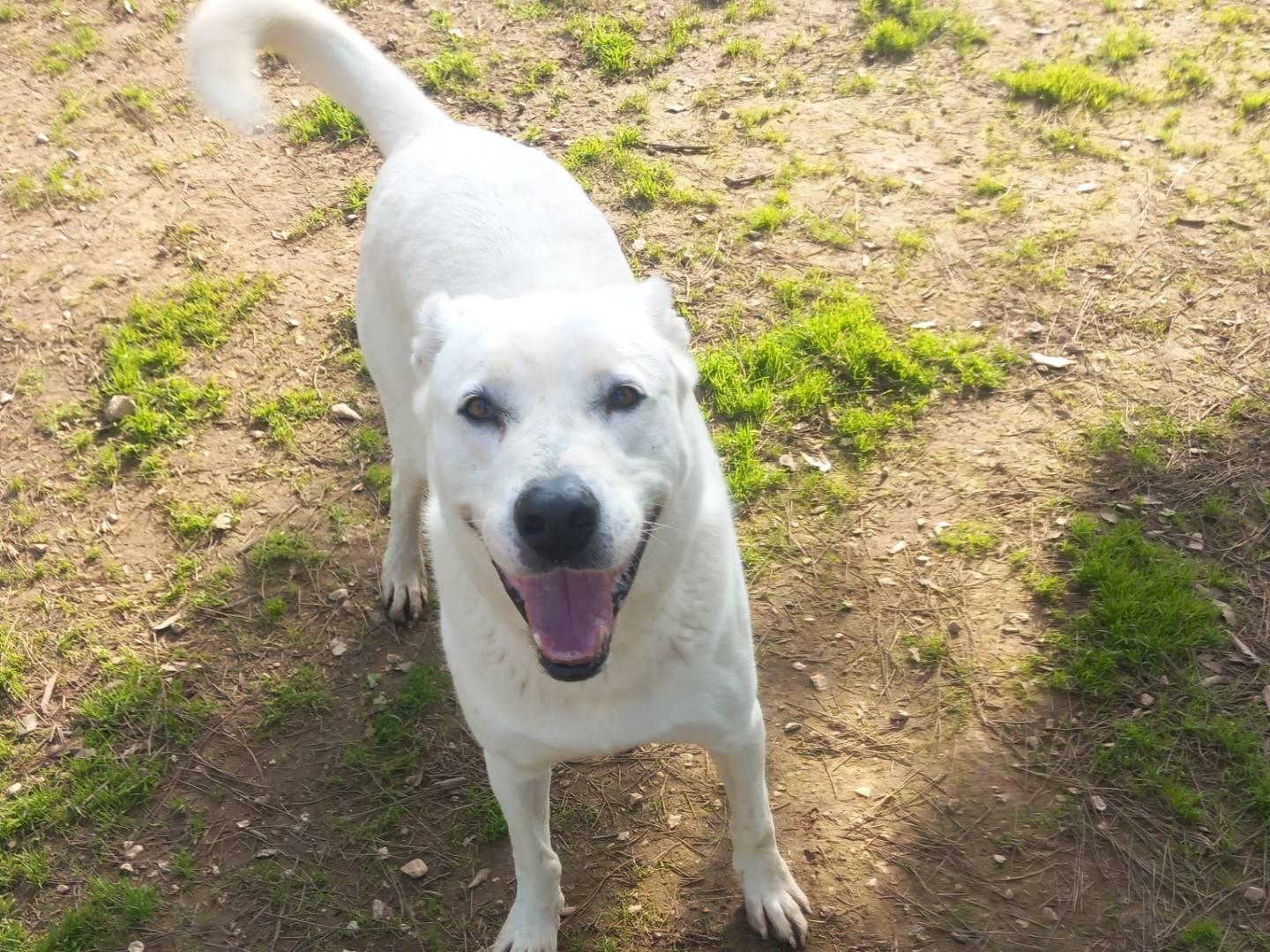 Adozione cane, maschio, meticcio, 5 anni  e 5 mesi , taglia gigante, Barletta